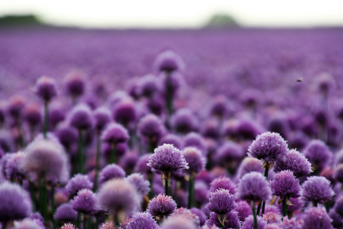 Alliumveld